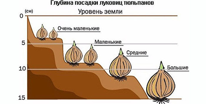Посадка тюльпанів восени 2024: терміни та особливості