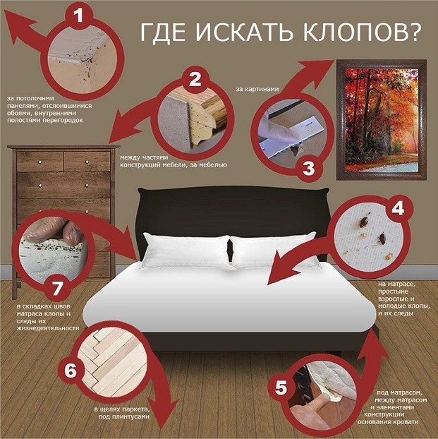 Як виглядають домашні (постільні) клопи