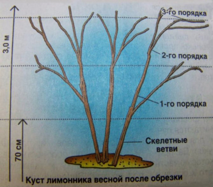 Лимонник китайський (35 фото): все про його вирощування, посадку та догляд