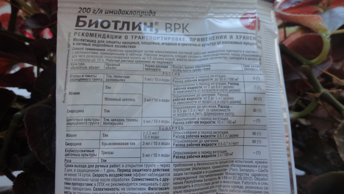 Чим обробити смородину від попелиці
