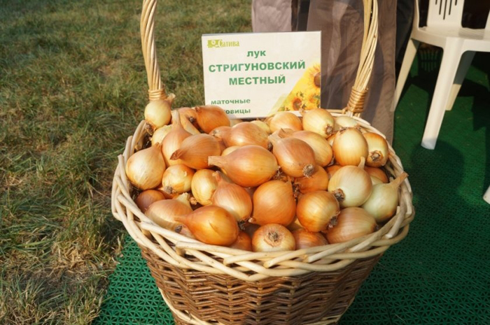 Посадка цибулі під зиму - яку цибулю садити, коли і як
