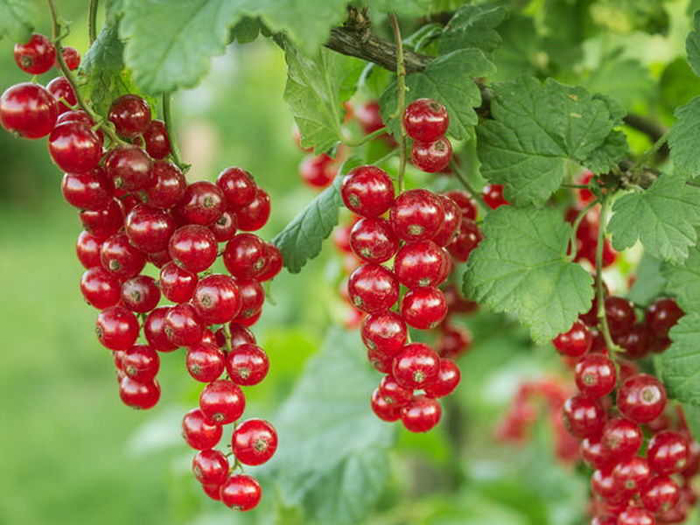 Смородина &mdash; 60 найкращих сортів 2024 року