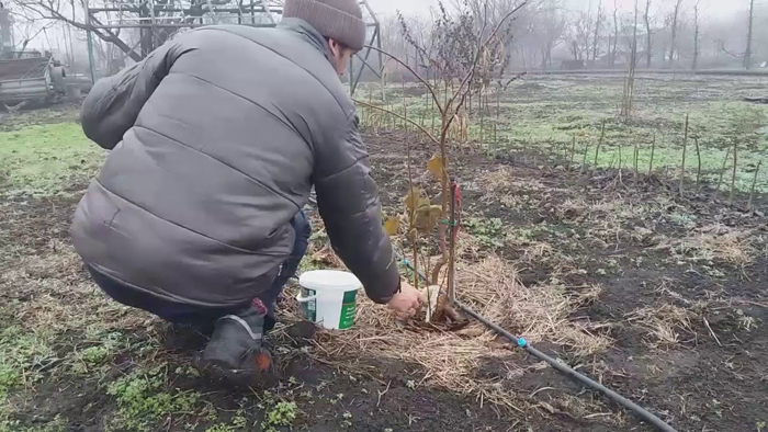 Фундук (ліщина) - як виростити горіх: сорти, посадка, догляд, розмноження