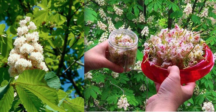 Їстівний каштан (45 фото) - як відрізнити, як виглядає дерево та плоди, де і як росте