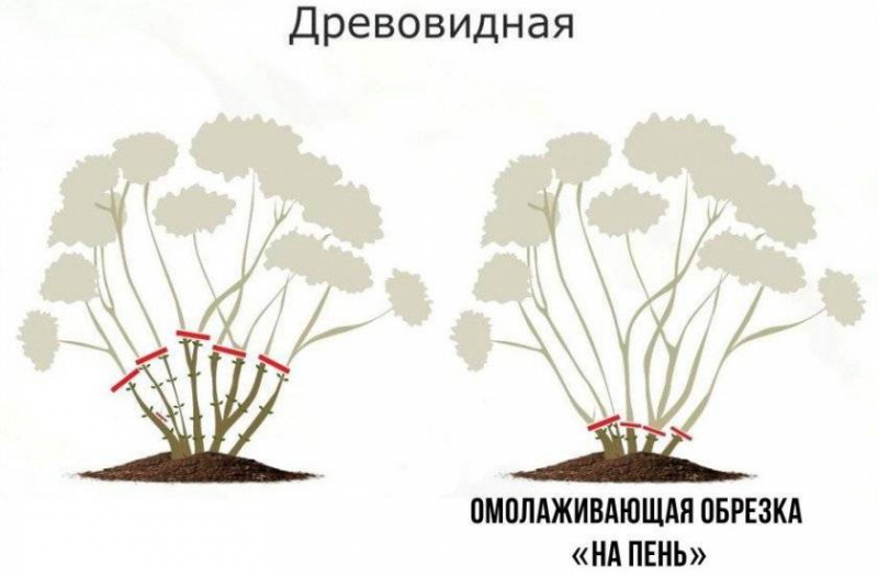 Деревоподібна гортензія (80 фото) &mdash; опис, сорти, догляд