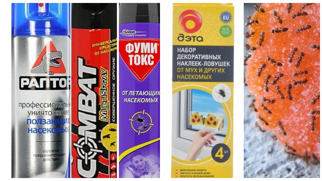Як вивести чорних мурах з дому чи квартири