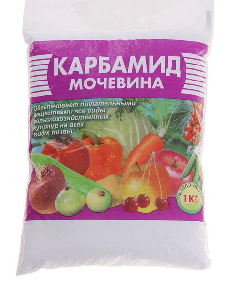 Підживлення цибулі - чим і коли удобрювати цибулю