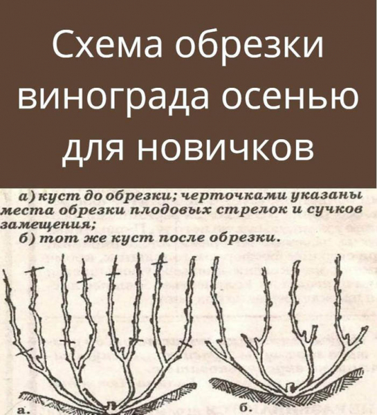 Обрізка винограду восени для початківців з фото – навіщо, коли та як