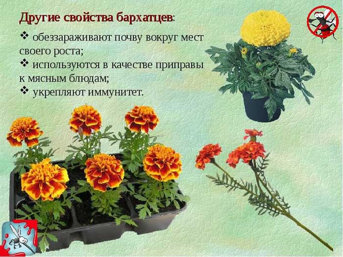 Чорнобривці (70 фото) — сорти, вирощування та догляд за найкориснішою квіткою