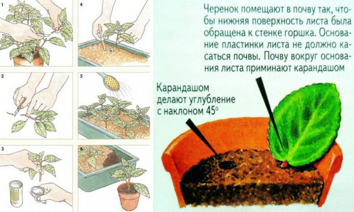 Примула (85 фото) &mdash; опис, види, посадка та догляд