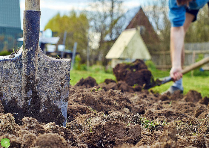 Добрива восени під перекопування &ndash; які і як вносити