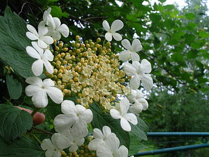 Калина (47 фото): сорти, посадка та догляд