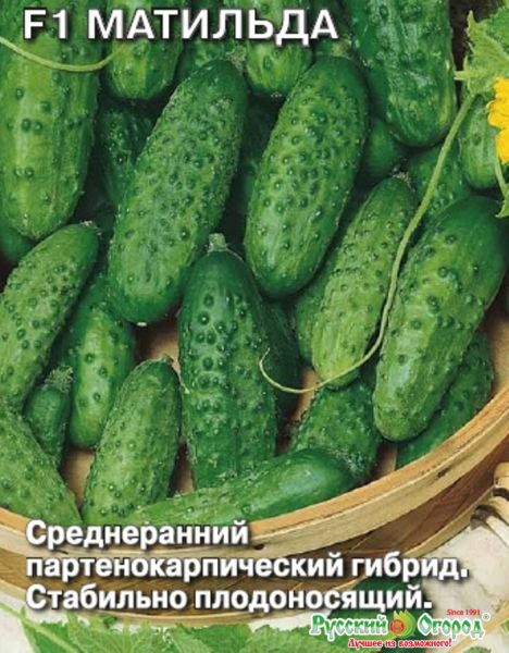 Самозапильні сорти огірків 2024 &mdash; опис з фото