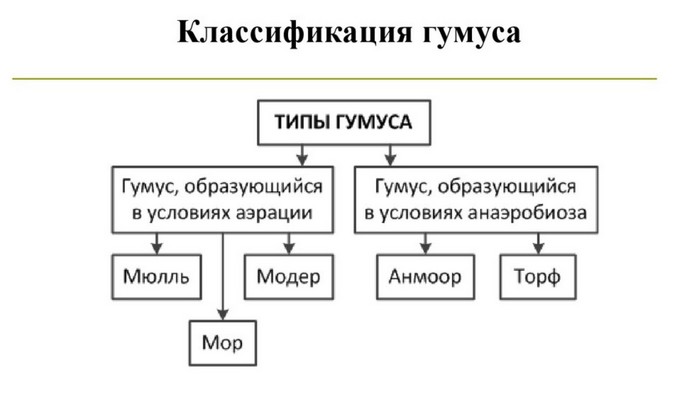 Що таке гумус, його властивості, типи, вміст у ґрунті