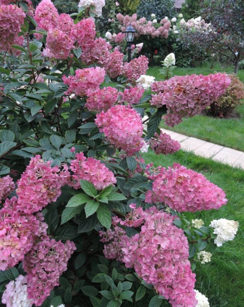 Гортензія волотиста Сандей Фрайз (65 фото) &mdash; опис сорту, посадка та догляд