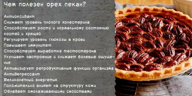 Горіх Пекан (40 фото) &mdash; опис, сорти, як і де виростити