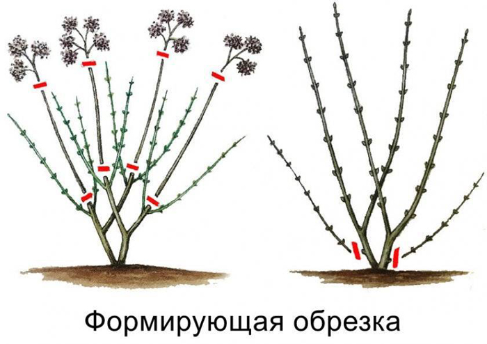Обрізка гортензії — восени, навесні, схеми обрізки для волотистої, деревоподібної, крупнолистої гортензії