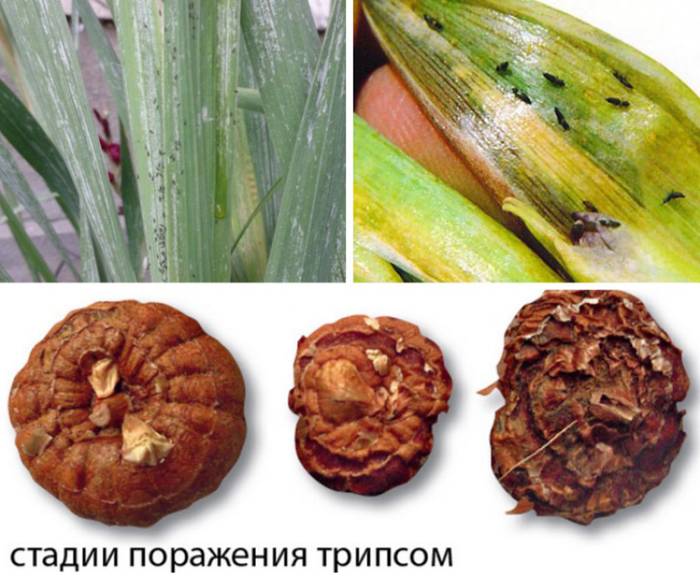 Гладіолуси (155 фото): опис, види та сорти, розмноження, посадка у відкритий ґрунт та догляд