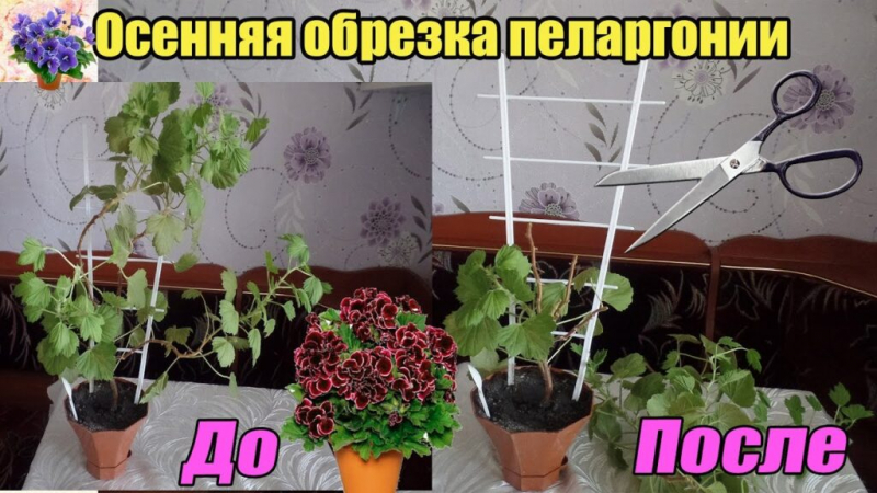 Герань або Пеларгонія (130 фото) — як правильно посадити та доглядати в домашніх умовах