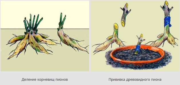 Деревоподібний півонія (50 фото): опис, сорти, посадка та вирощування у відкритому ґрунті