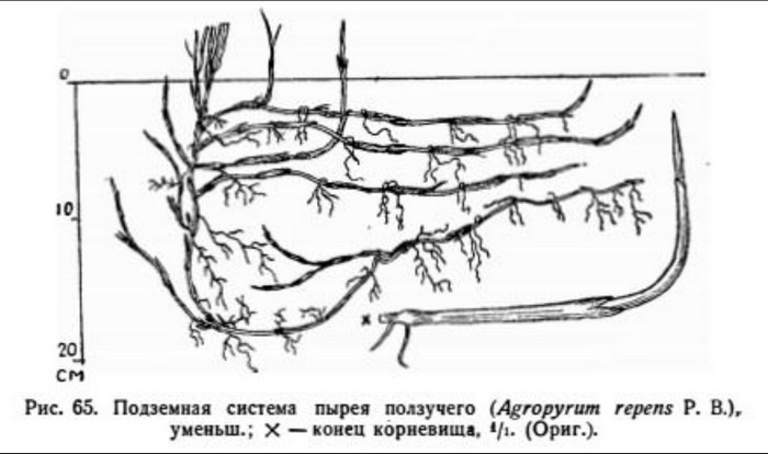 Пирій &mdash; ворог чи друг? Опис, властивості, як його позбутися