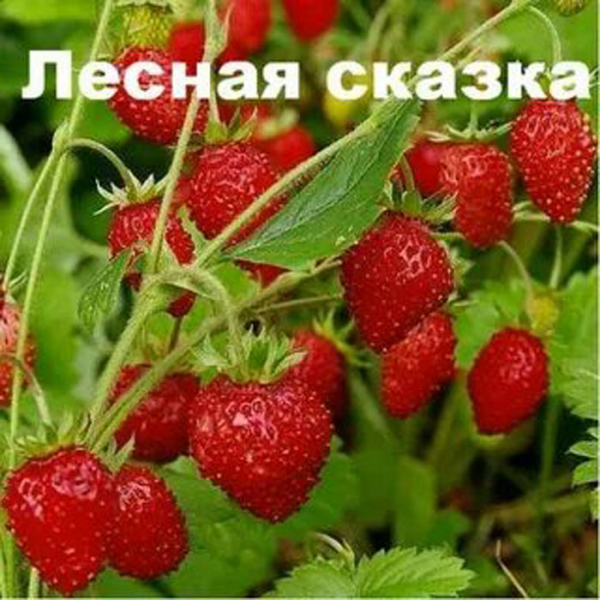 Як садити полуницю восени 2024 року