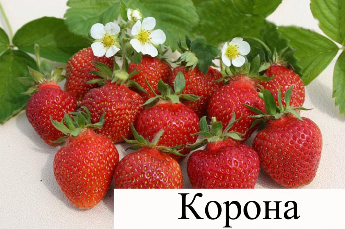 Як садити полуницю восени 2024 року