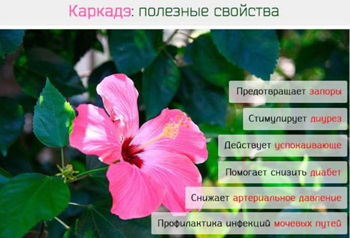 Гібіскус: кімнатний та садовий &mdash; все від А до Я про квітку смерті