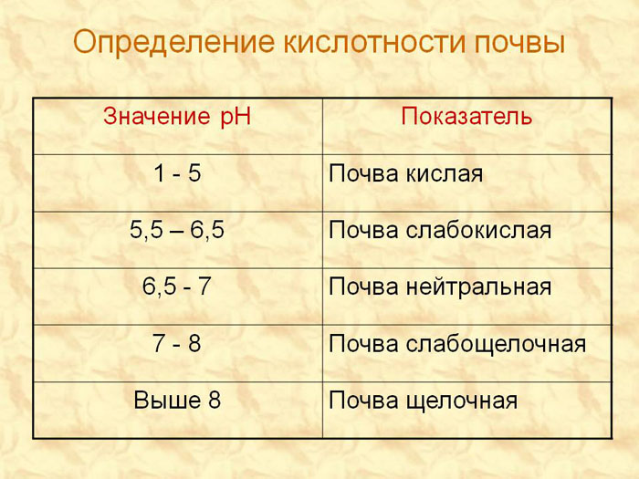 Посадка тюльпанів восени 2024: терміни та особливості