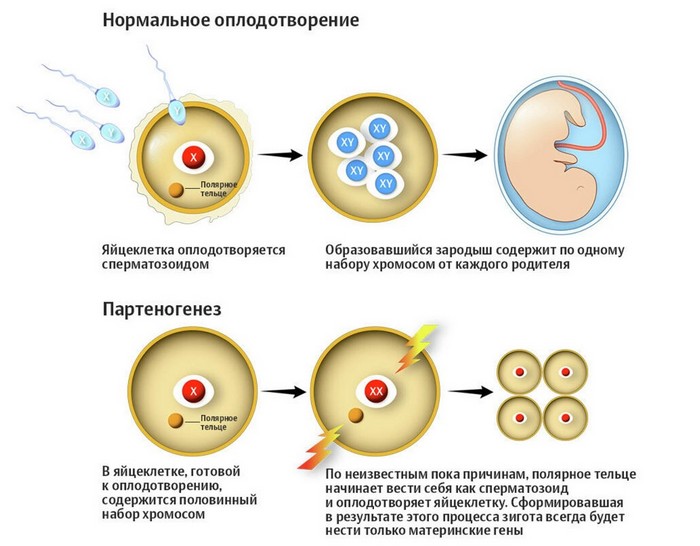 Зелена попелиця в саду та на городі: як її позбутися