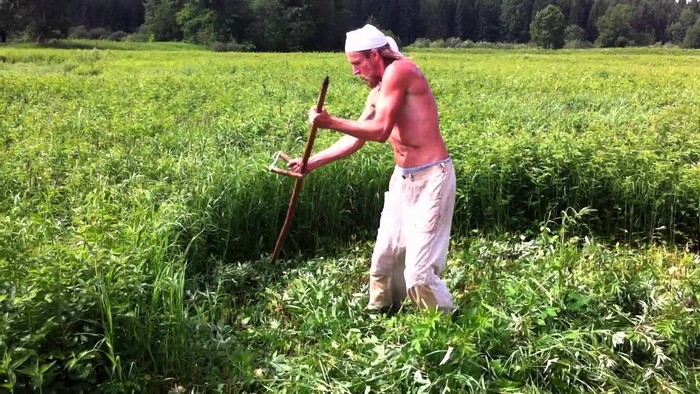 Пирій &mdash; ворог чи друг? Опис, властивості, як його позбутися