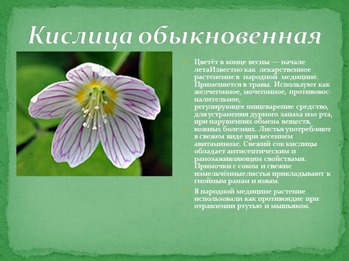 Заяча капуста або кислиця звичайна - опис, види, вирощування