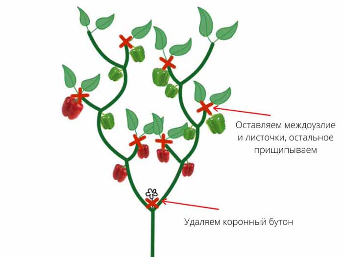 Перці гогошари (22 фото) &ndash; опис сорту, особливості вирощування гогошар