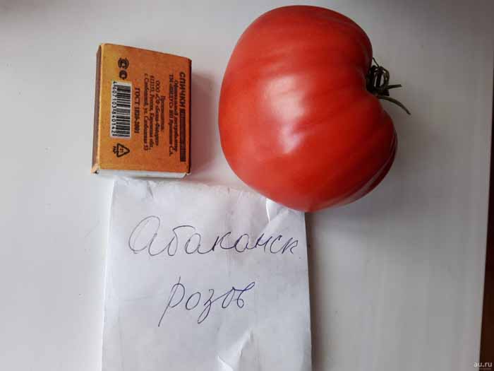 Томат Абаканський: опис сорту, відгуки, фото