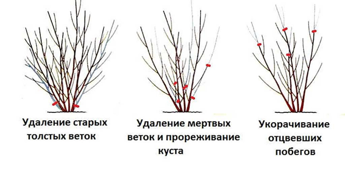 Бузок — опис рослини, сорти та види, посадка та догляд