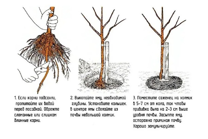 Персик Редхейвен. Опис сорту, відгук про персик Рейдхевен