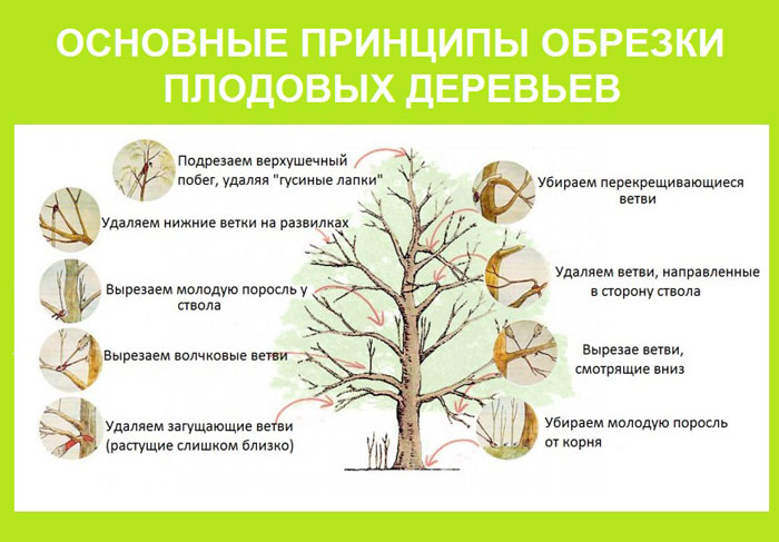 Обрізка яблуні навесні для початківців: коли і як правильно це зробити