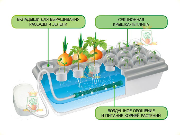Як виростити цибулю на підвіконні