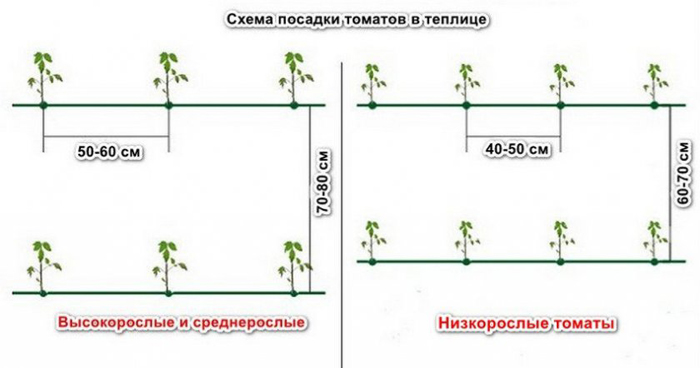 Томат Абаканський: опис сорту, відгуки, фото