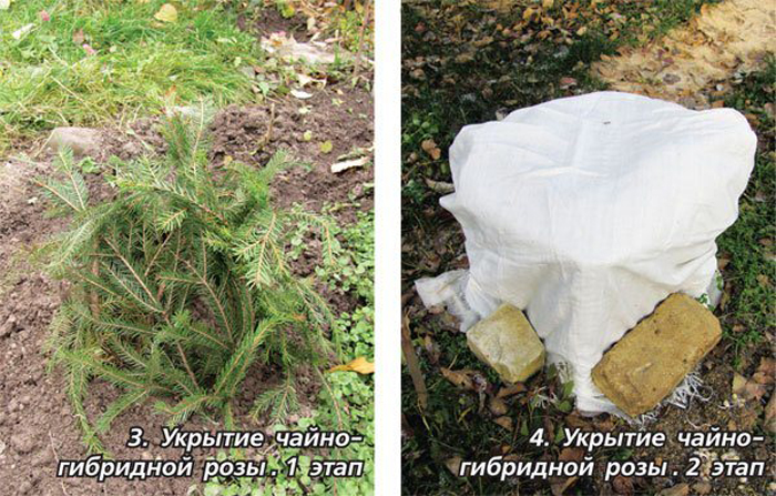 Як укрити троянди на зиму &ndash; 14 простих, але ефективних способів