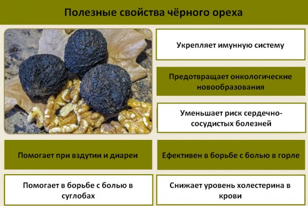 Чорний горіх (40 фото) &ndash; як виглядає дерево, сорти, вирощування. Користь чорного горіха