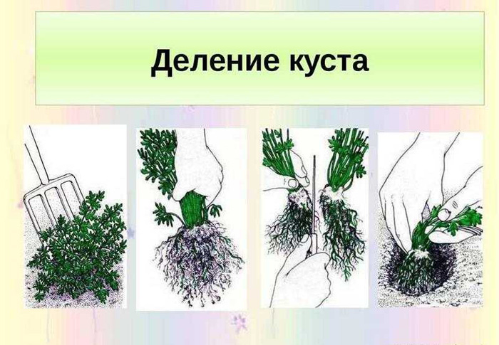 Вечірниця або нічна фіалка (30 фото) &ndash; опис, посадка та догляд