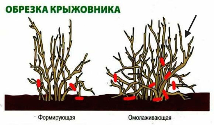 Обрізка аґрусу восени &mdash; коли і як правильно (для початківців у картинках)