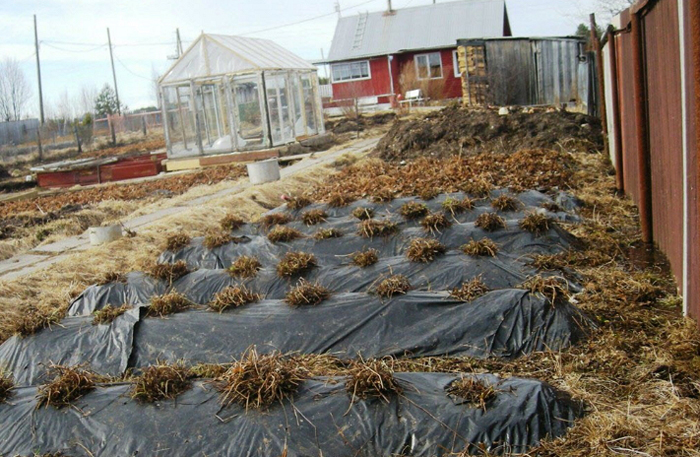 Як садити полуницю восени 2024 року