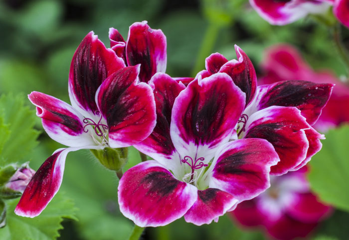 Герань або Пеларгонія (130 фото) — як правильно посадити та доглядати в домашніх умовах