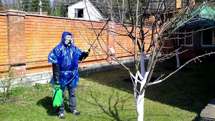 Бордоська рідина - що це таке, як приготувати розчин, інструкція із застосування