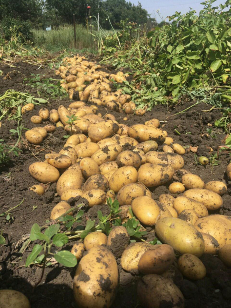 Картопля Корольова Анна (40 фото) &ndash; опис сорту, смакові якості, відгуки
