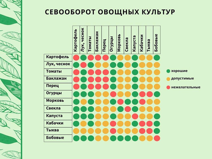 Томат Джина &mdash; характеристика, опис сорту, фото та відгуки