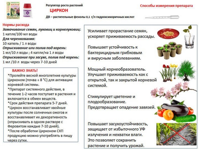 Чим підгодувати розсаду: терміни підживлення та склад добрив