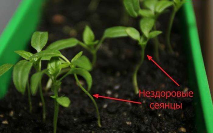 Пікування перцю &ndash; все від А до Я як і коли пікірувати розсаду